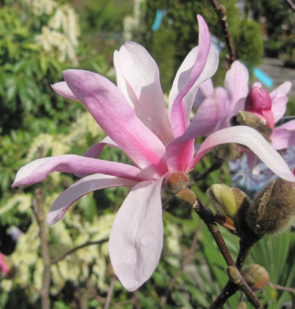 Magnolia x loeb. 'Leonard Messel' (pink)