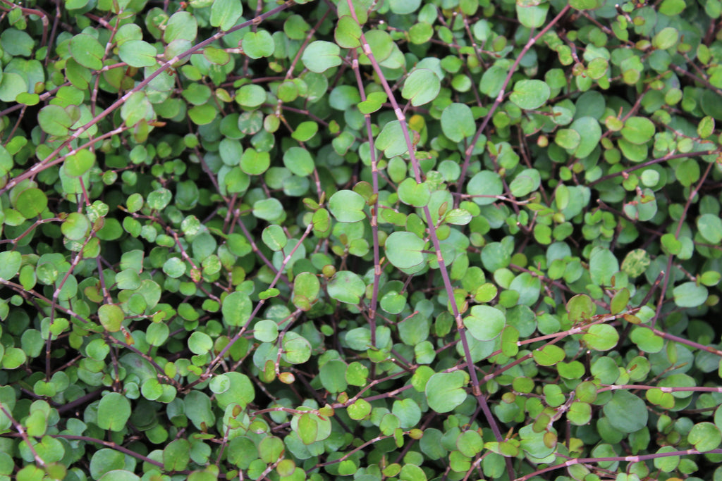 Groundcover, Muehlenbeckia complexa- 25 per flat