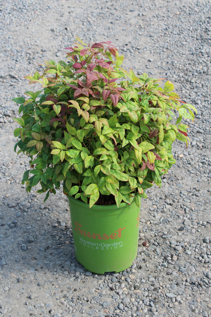 Nandina d. BLUSH PINK™ PP19916