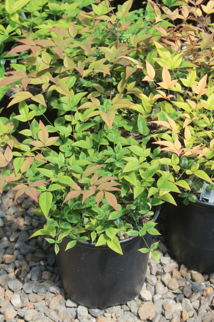 Nandina d. 'Harbor Belle' PP14668