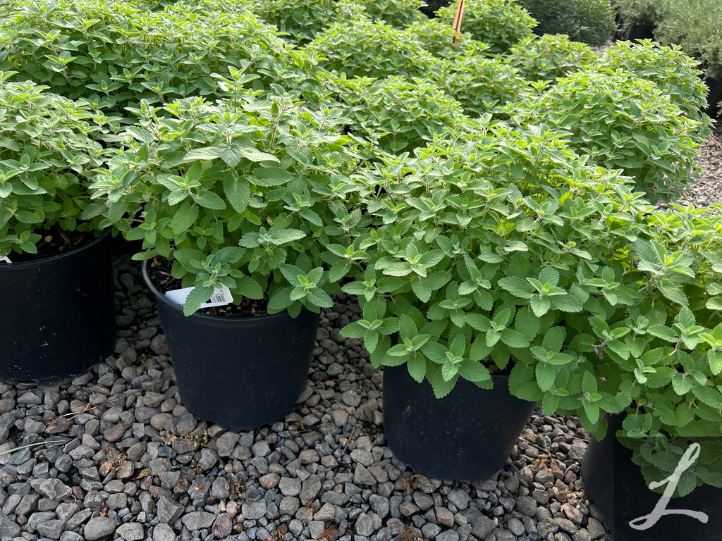 Nepeta faassenii Whispurr™ Blue