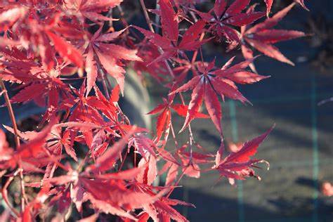 Acer palmatum 'Suminagashi' (BBP)