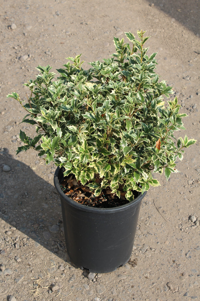 Osmanthus het. 'Variegatus'