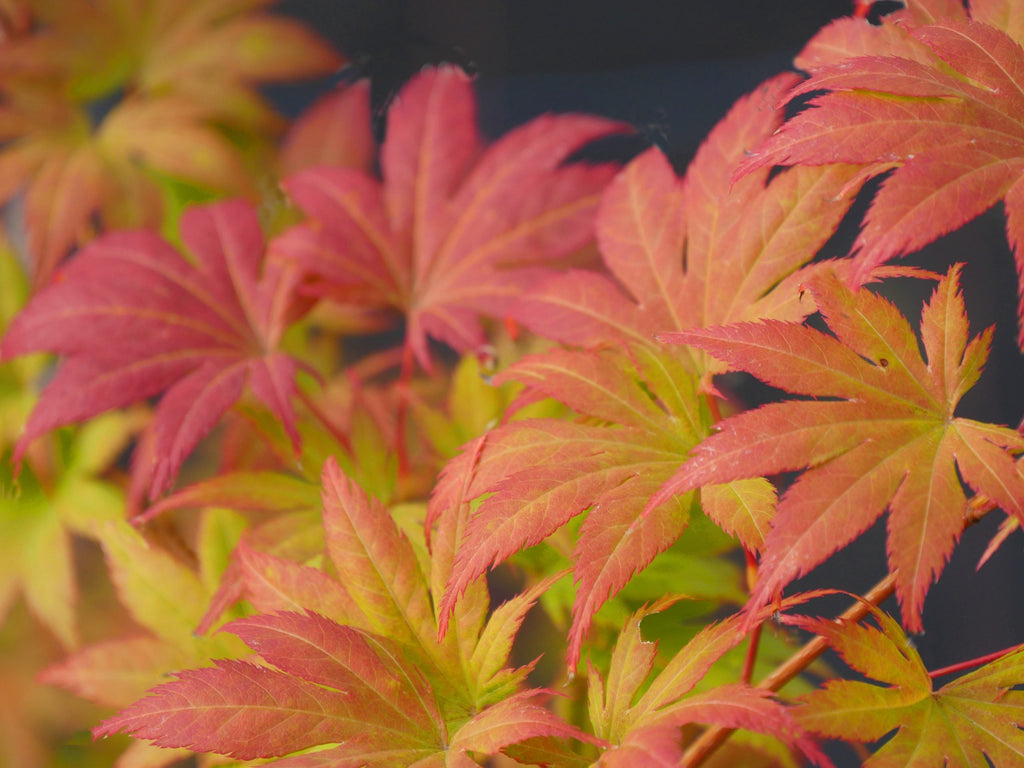 Acer palmatum 'Trompenburg'