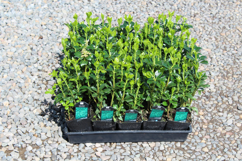 Groundcover, Pachysandra t. 'Green Sheen'- 25 per flat