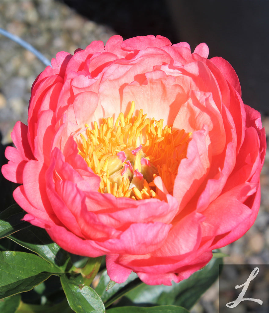 Paeonia lact. 'Coral Sunset' (coral/pink)