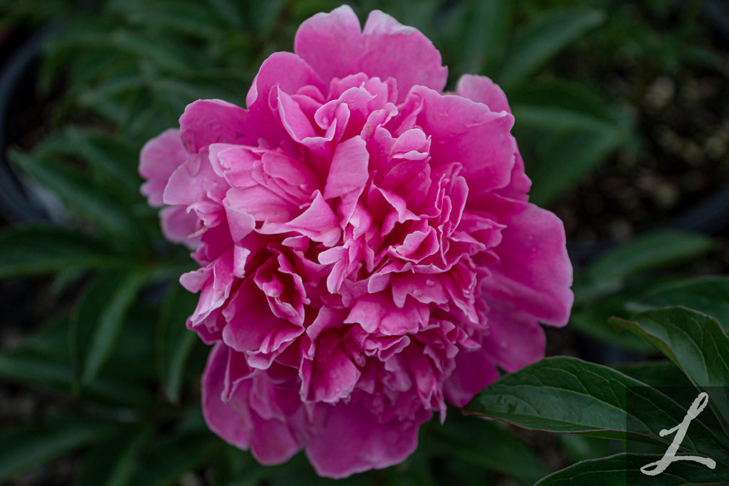 Paeonia lact. 'Edulis Superba' (rose pink)