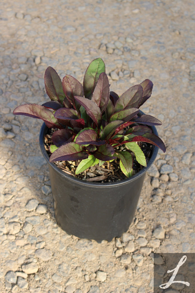 Penstemon dig. 'Husker's Red'