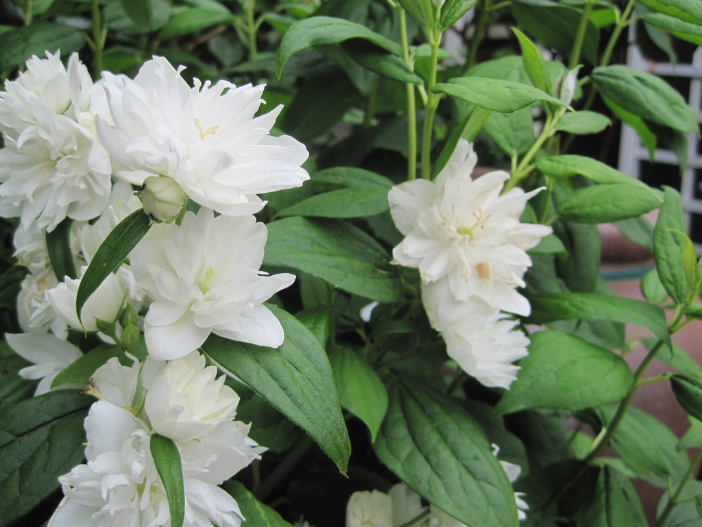 Philadelphus x vir. 'Miniature Snowflake'