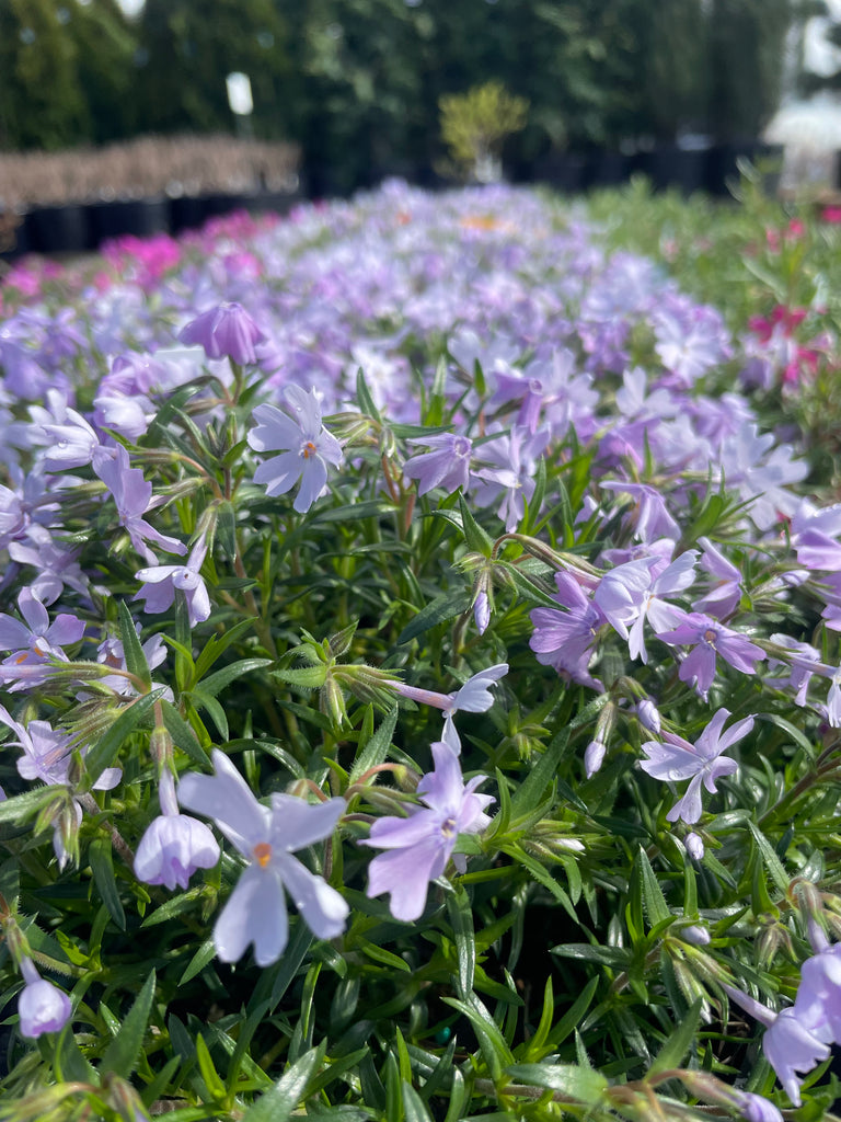 Phlox sub. 'Emerald Blue' (blue)