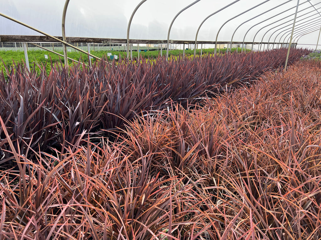 Phormium tenax 'Mat's Merlot'