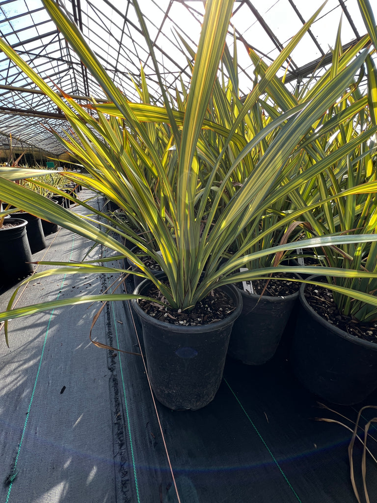 Phormium tenax 'Apricot Queen'