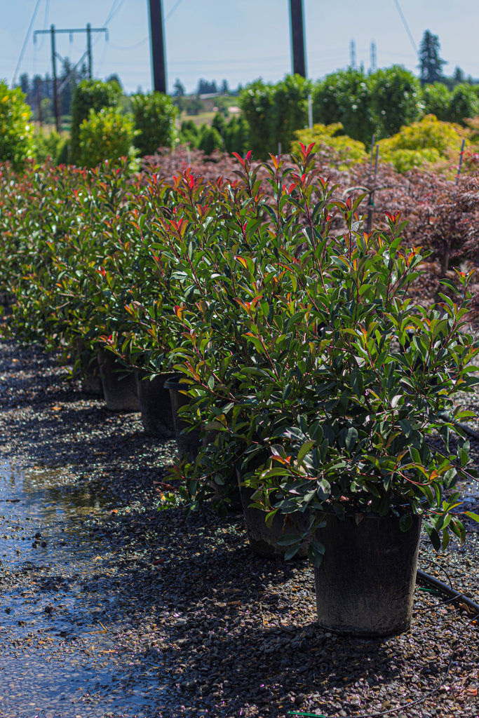 Photinia fraseri