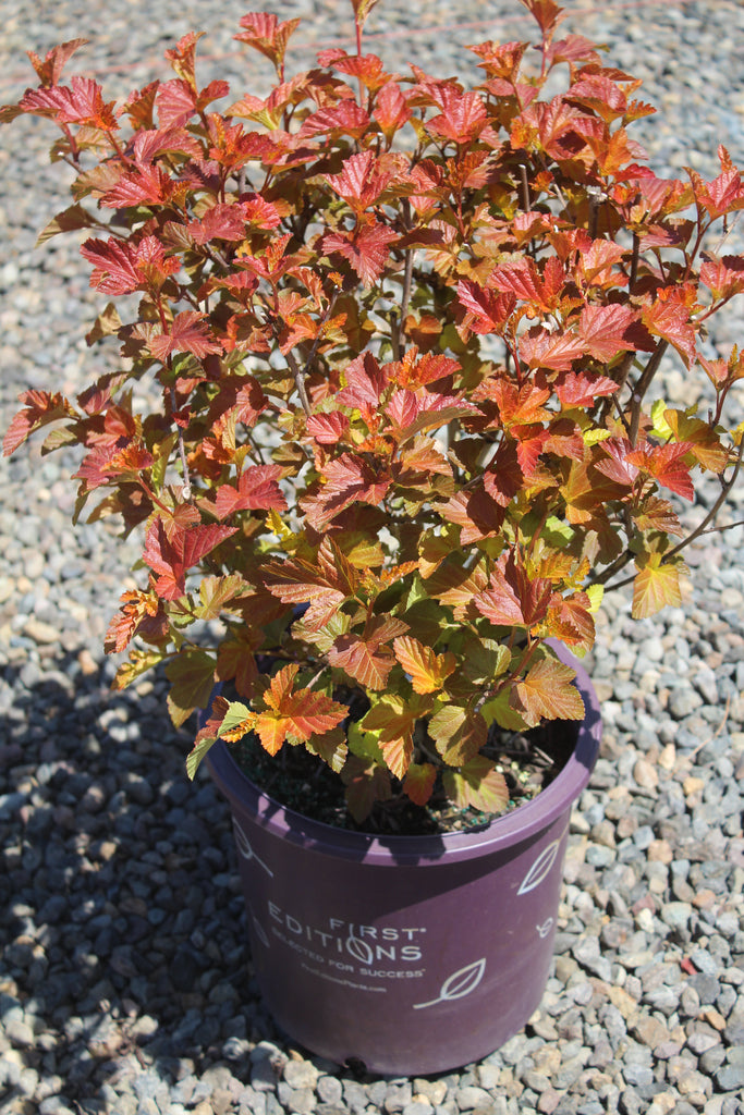 Physocarpus op. FIRST EDITIONS® AMBER JUBILEE™ PP23177