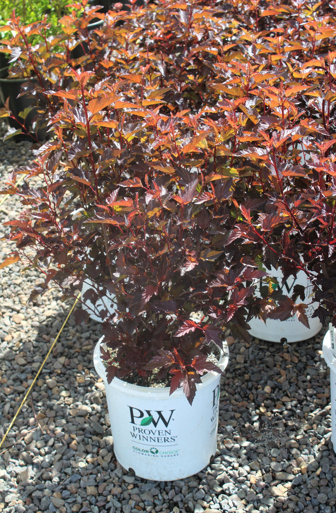 Physocarpus op. Coppertina® PW PP16371