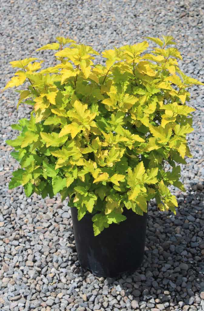 Physocarpus op. 'Lemon Candy' PP22362