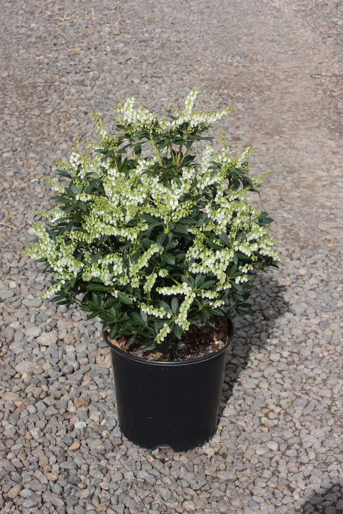 Pieris japonica 'Cavatine'