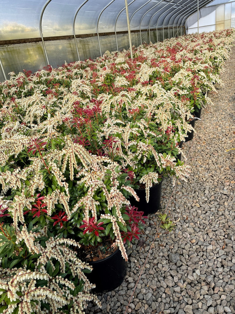 Pieris japonica 'Mountain Fire'