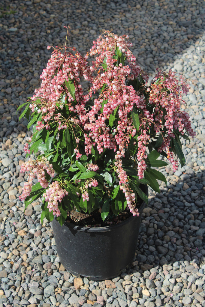 Pieris japonica 'Katsura' PP15452