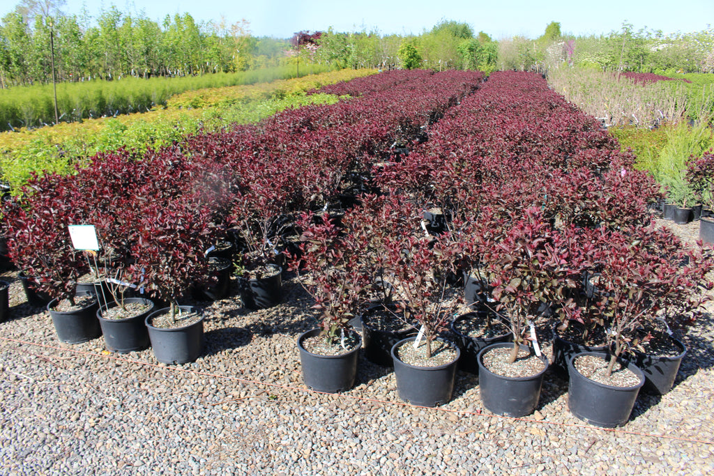 Prunus cistena (pink)