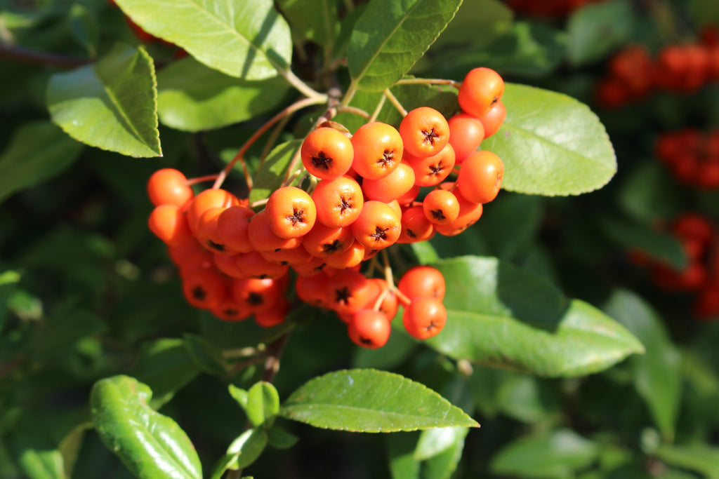 Pyracantha co. 'Kasan'