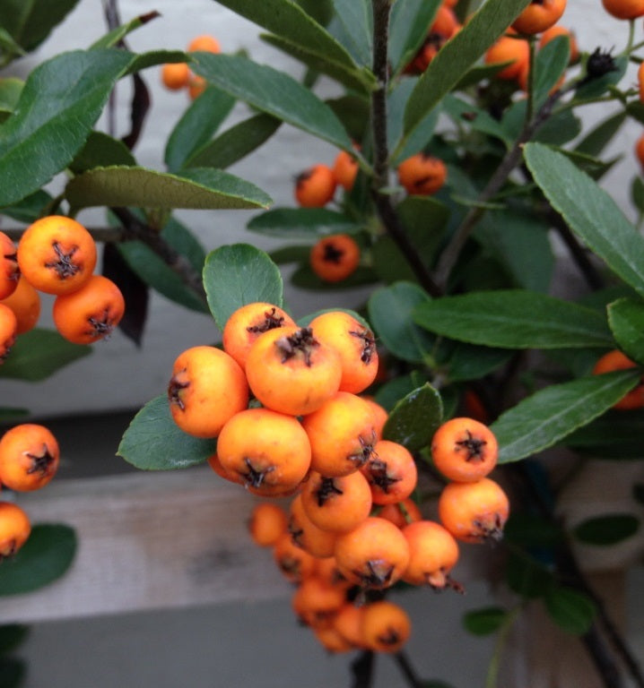 Pyracantha f. 'Graberi', Pyramid