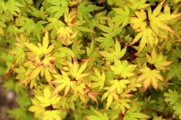 Acer palmatum 'Tiny Tim' (Dwarf)