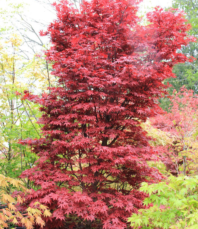 Acer palmatum 'Tsukasa Silhouette'