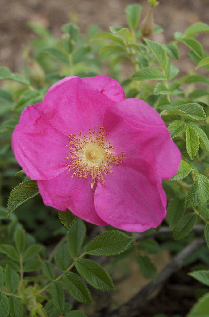 Rosa rugosa Raspberry Rugostar® PP15937 (pink)