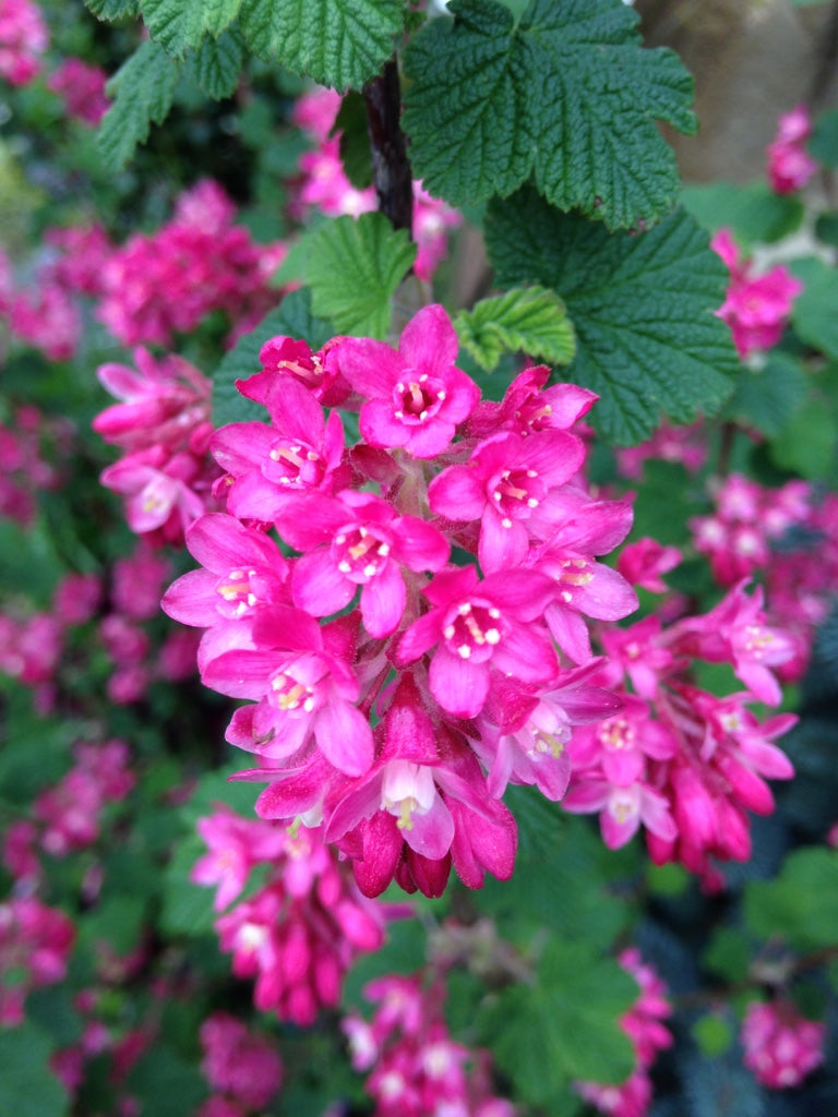 Ribes sanguineum