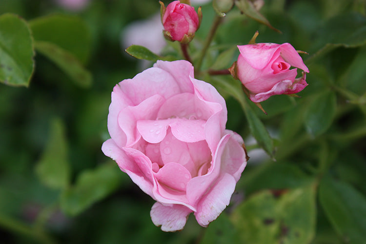 Rosa gc. FLOWER CARPET® Appleblossom PP10239 (light pink)
