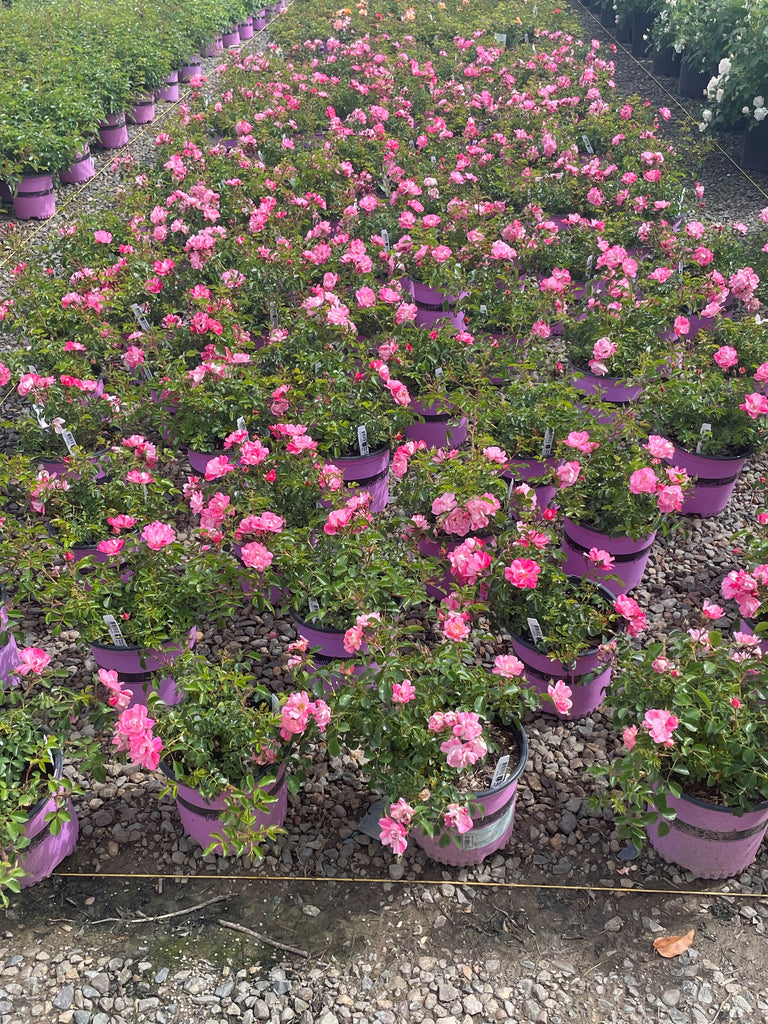 Rosa gc. FLOWER CARPET® Pink Splash PPAF (variegated pink)