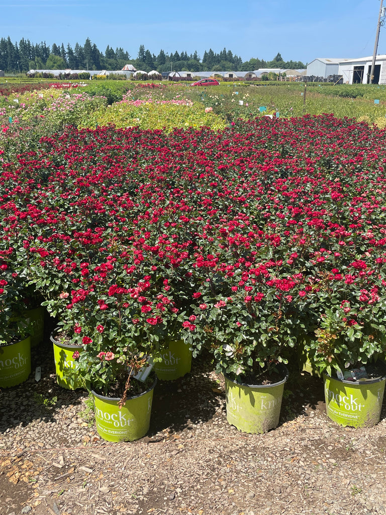 Rosa sb. PETITE KNOCK OUT® PP30811 (deep red)