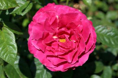 Rosa flor. 'Pretty Lady' ™ PPAF (cream)