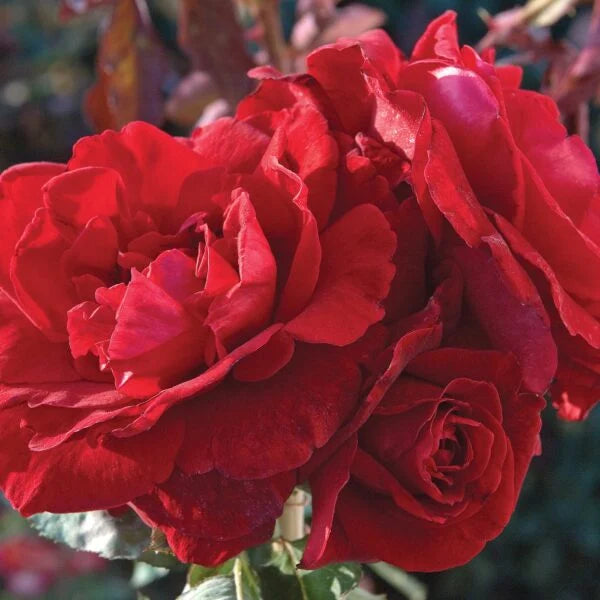 Rosa climb. 'Don Juan' (red)