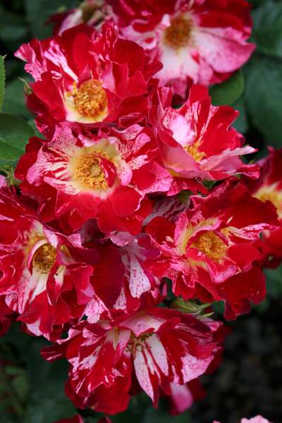Rosa climb. 'Fourth Of July' ™ PP11518 (red/white)