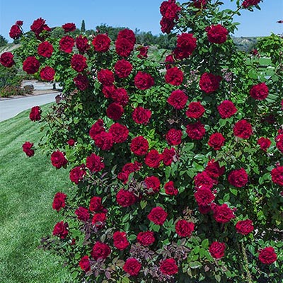 Rosa climb. LADY IN RED™ (red)