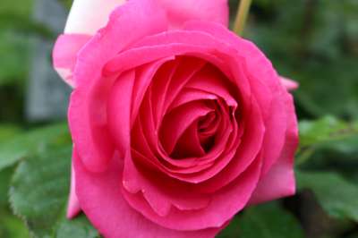 Rosa climb. PRETTY IN PINK EDEN CLIMBER® PP20953 (pink)