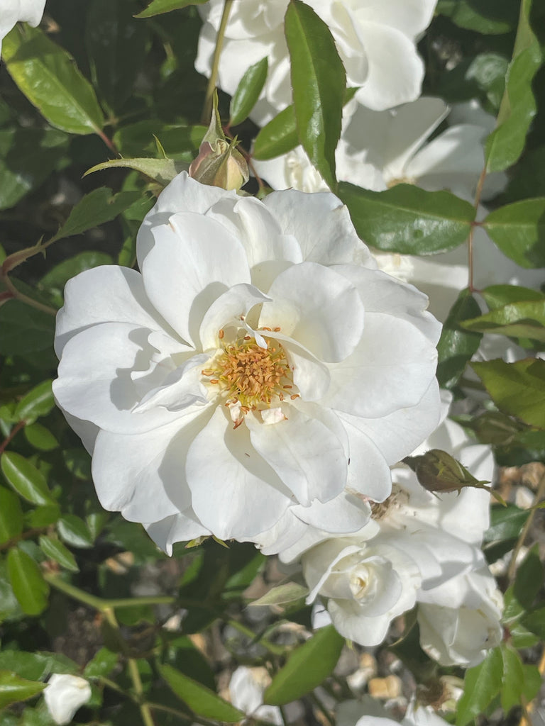Rosa flor. 'Iceberg' (white)