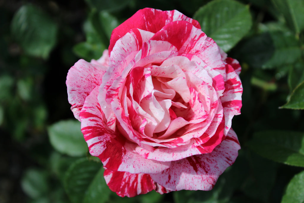 Rosa flor. 'Scentimental' ™ PP10216 (red/white)