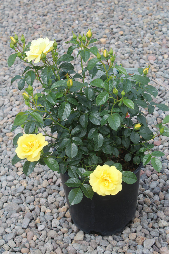 Rosa gc. FLOWER CARPET® Yellow PP13869 (yellow)
