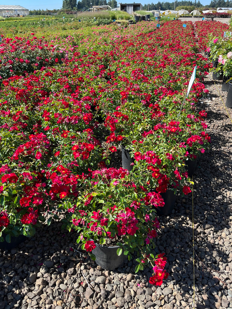 Rosa gc. 'Creeping Red' (red)