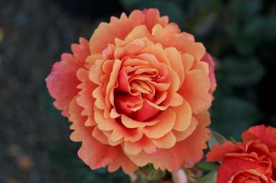 Rosa grand. 'Anna's Promise' ™ PPAF (gold/pink)