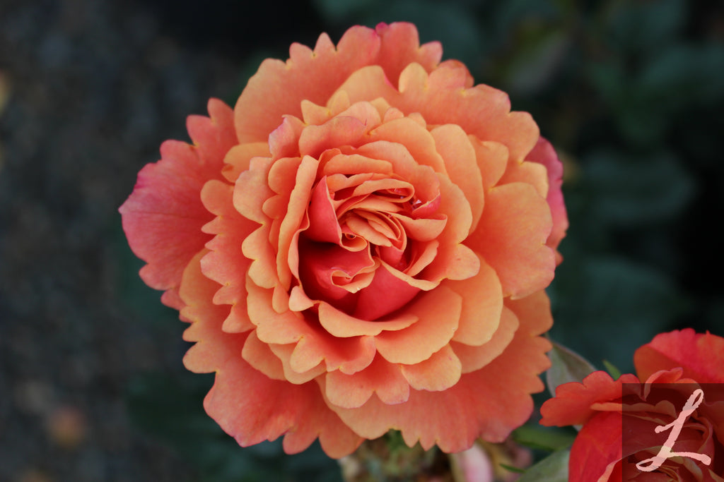 Rosa grand. 'Anna's Promise' ™ PPAF (golden pink)