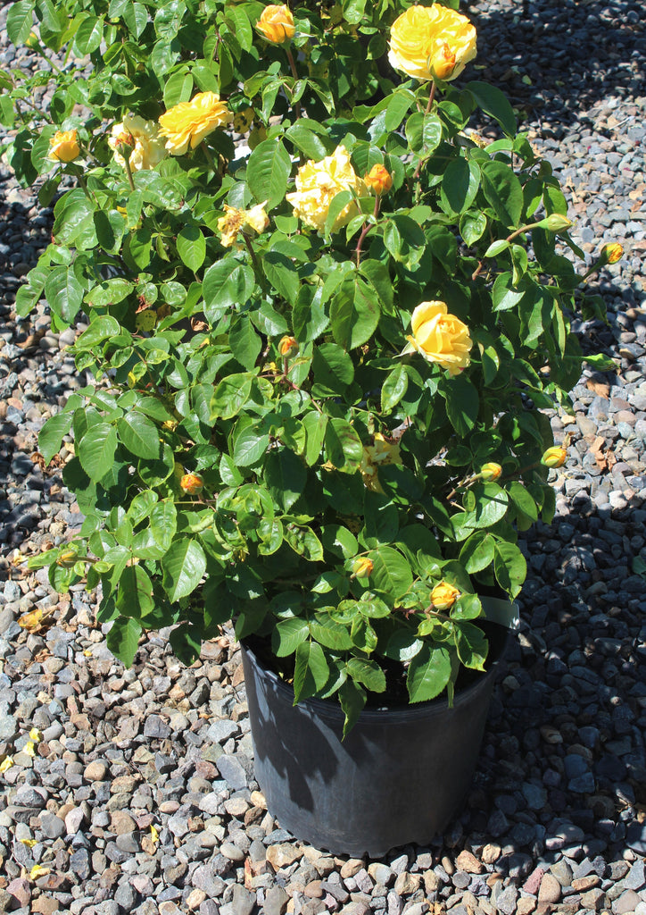 Rosa grand. 'Happy Go Lucky'™ (yellow)