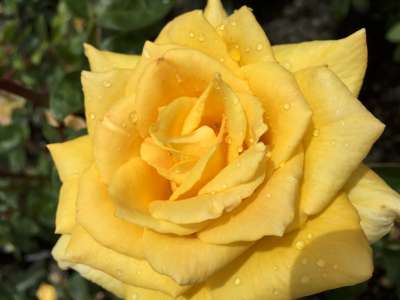 Rosa ht. 'Oregold' (gold)