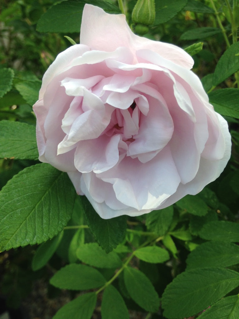 Rosa rugosa 'Snow Pavement' (white)