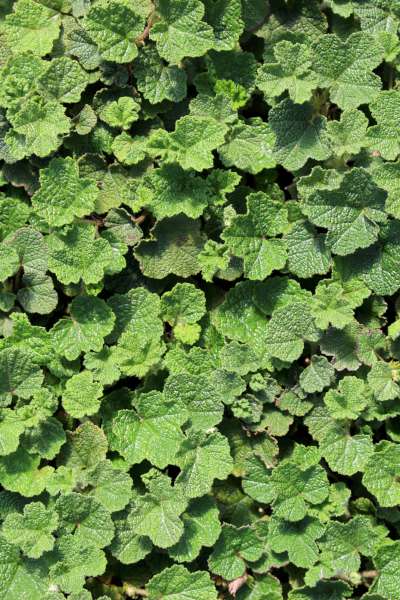 Rubus calycinoides 'Emerald Carpet'