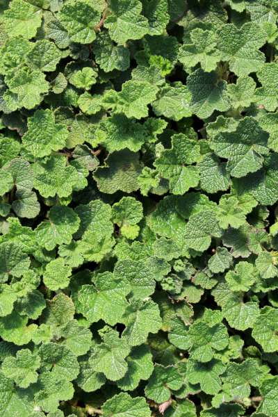 Groundcover, Rubus calycinoides 'Emerald Carpet'- 25 per flat