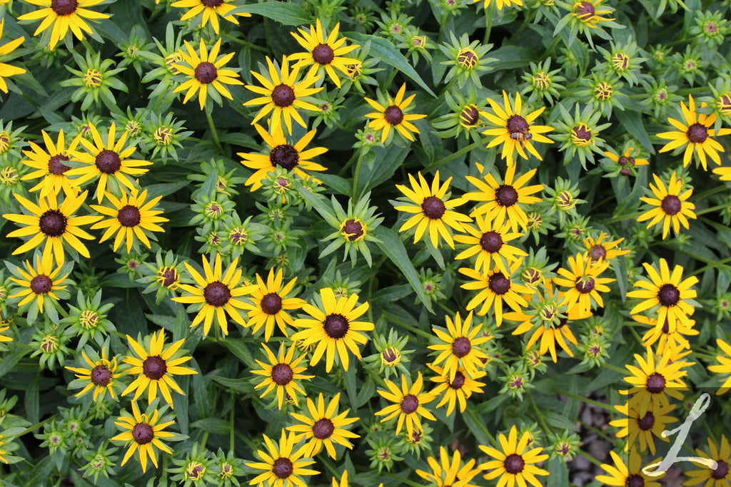 Rudbeckia f. 'Little Goldstar'